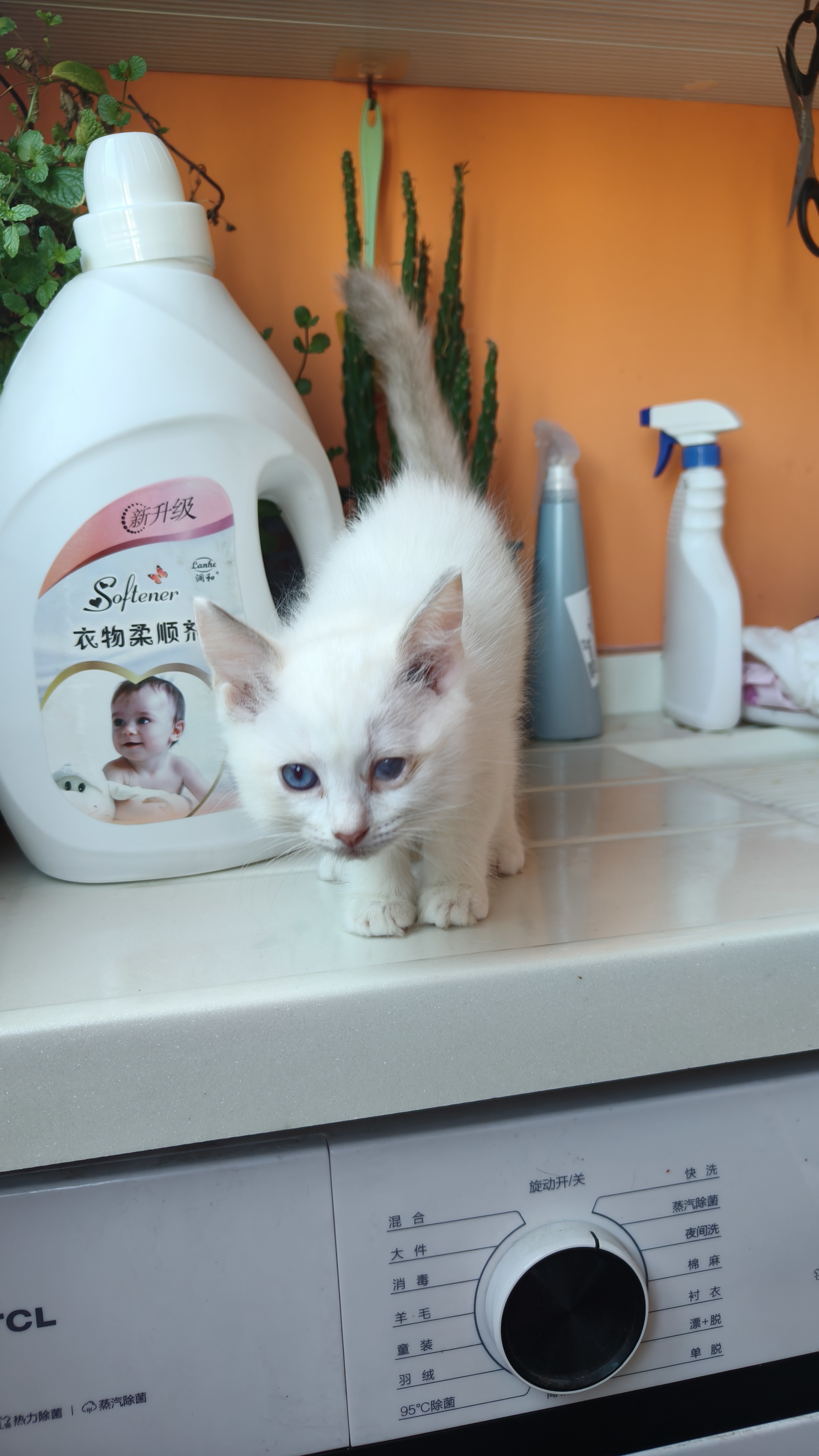 小尝领养家养布偶幼猫,有点瑕疵,不介意的来